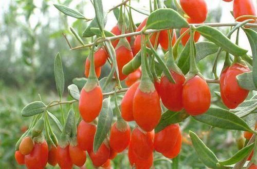 肝脏|肝脏“偏爱”的7种食物,吃进去的肝毒,统统能排出来!