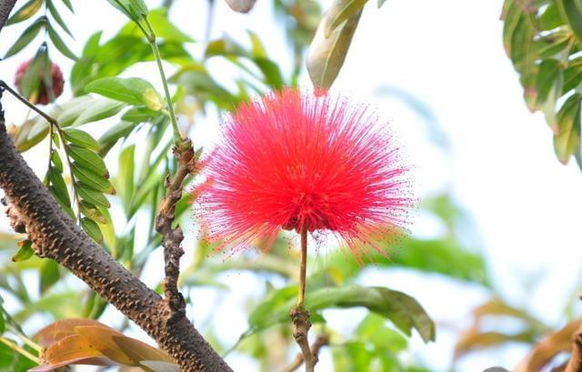 合欢花|这味中药不仅是失眠的圣药,还是一味唯美的中药