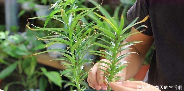  学会了自己种植百合花，再也不想去花店花钱买了，开花也不差！