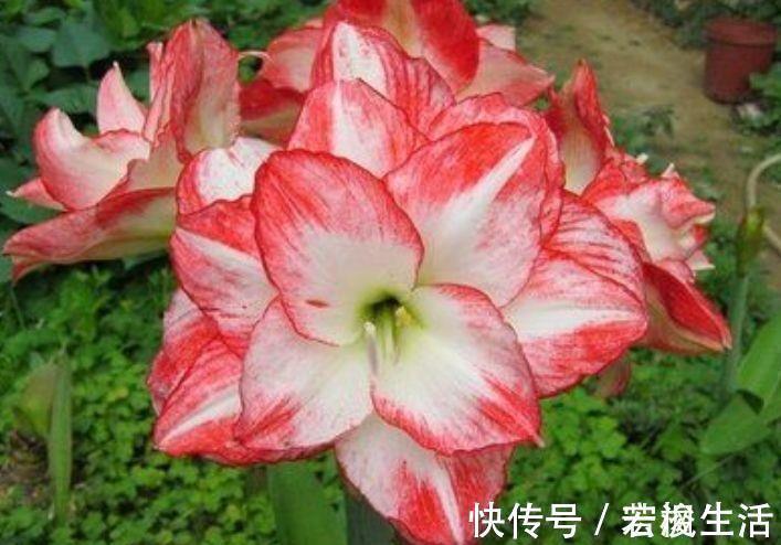 4种花生命力很顽强,沾土就能活,懒人新手都能养好,美不胜收