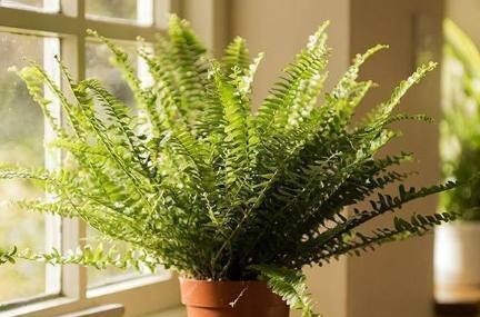 6种室内必不可少的盆栽绿植,不仅好看,还能净化空气!