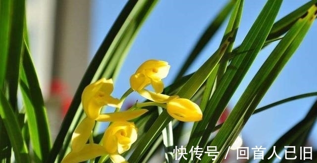 新手养兰花,这种肥最好别用,很容易“烧苗”