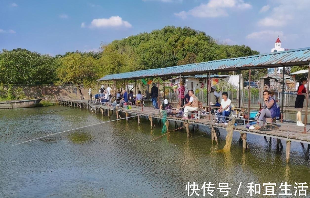 垂钓|黑坑鱼突然停口,逃脱不了这几个原因,教你妙招轻松解决