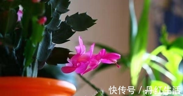 蟹爪兰|冬天蟹爪兰长不好？花盆里放点它，暖冬给你一个惊喜！