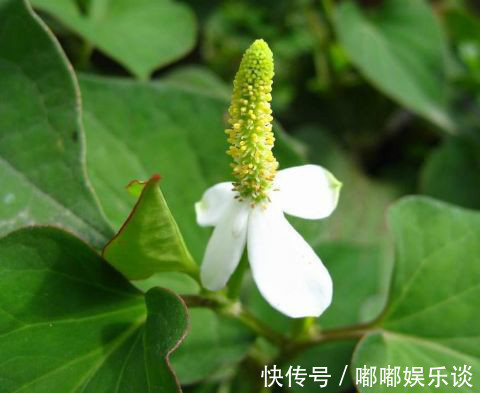 疔毒疮肿|纯天然的消炎药,女性要多吃,感冒、妇科炎症看见也许绕道跑