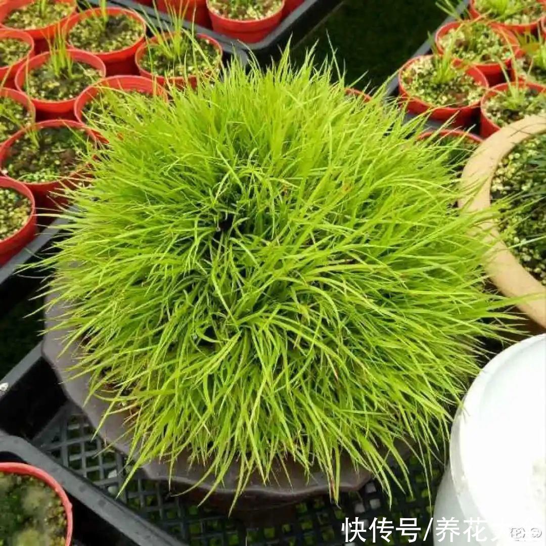 叶片|10种花太能喝水，一天一瓢水，7天爆满缸