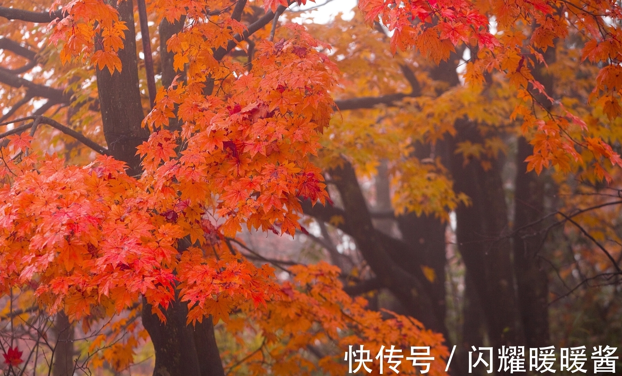 唐朝!寻找秋天最美的诗词,以“秋”为题的诗词排行榜前10名