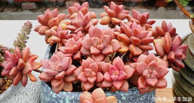 这三种“高级花”遇水易疯长,比牡丹“艳丽”,大户人家最爱养!