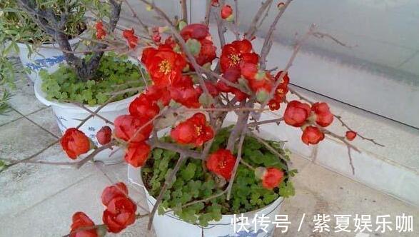 “年味十足”的10种花,家里至少摆1盆,寓意吉祥,还特有面儿!