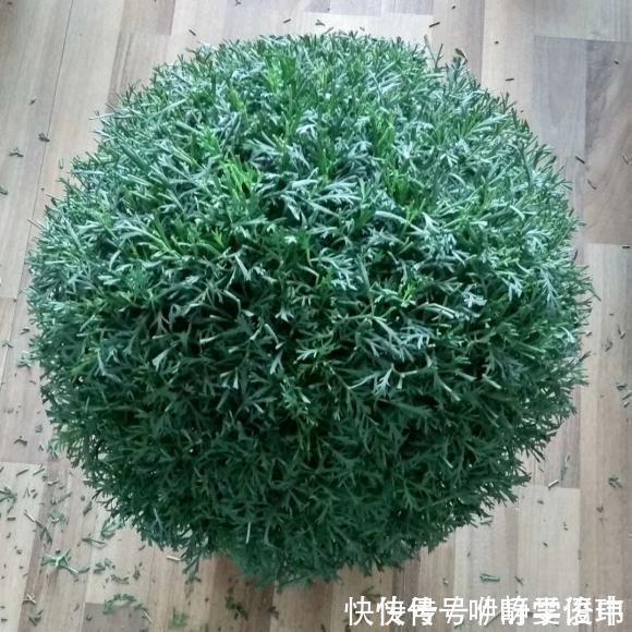 3种“掐头花”，娇生惯养不成器，天天修理它，月月爆花球