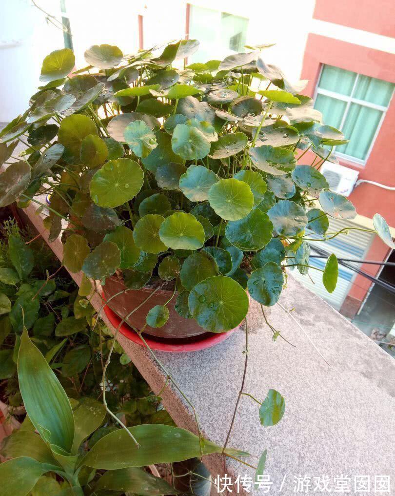 自来水|养花不会浇水吗?六大口诀记心间,养啥都能长得旺