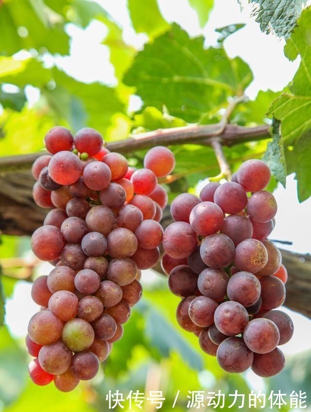 果子|家有小院子,不要错过“3种果树”,寓意好,能观赏,还能摘果子