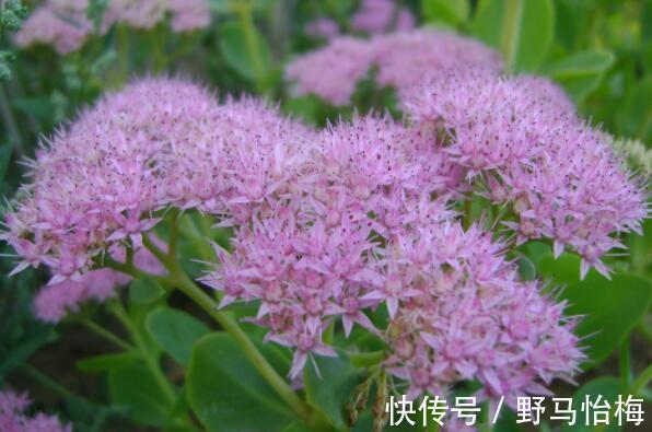 海棠|喜欢养花,就养这几款,造型优雅独特,花儿开成团