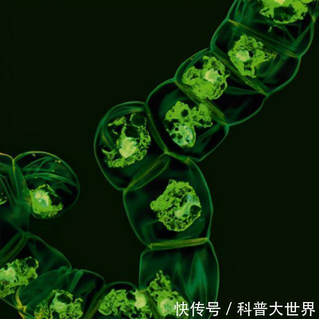 新品种|大别山中发现“神韭菜”,堪称韭菜“老祖宗”,或开发韭菜新品种