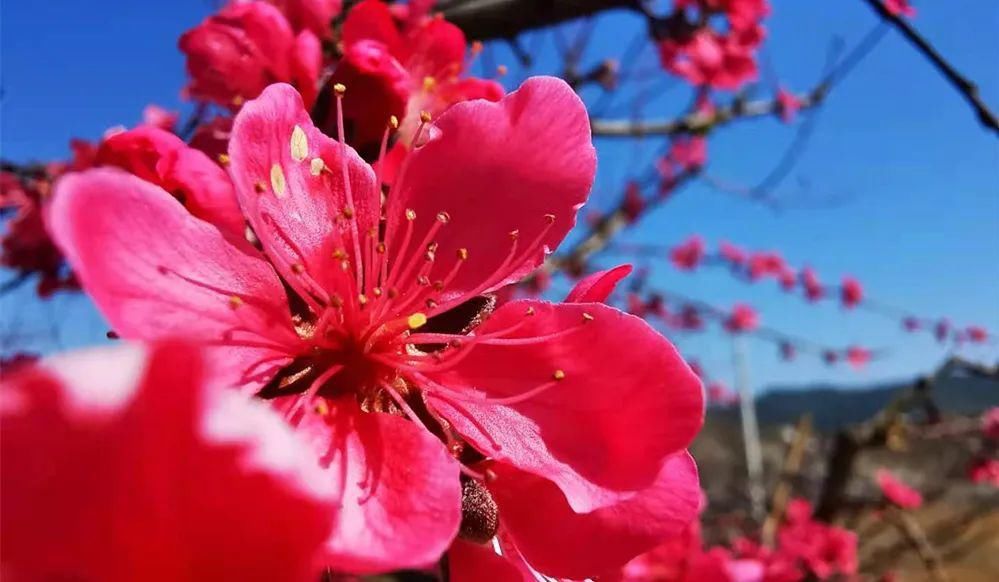 中年|春风吹，桃花开！