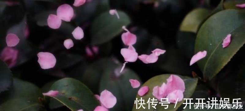 辛夷花&王维最唯美的一首诗,通篇短短的四句,却是美得犹如一幅山水画卷