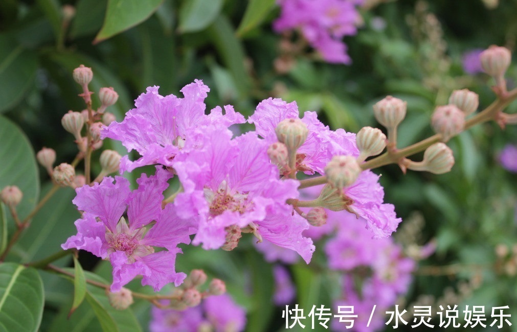 此花所展现的是女性的美,它所代表的是沉迷的爱,是很有趣的植物