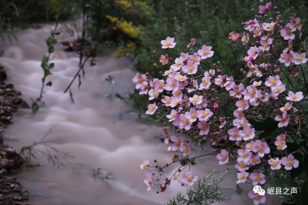岷县的春夏秋冬，看不够！