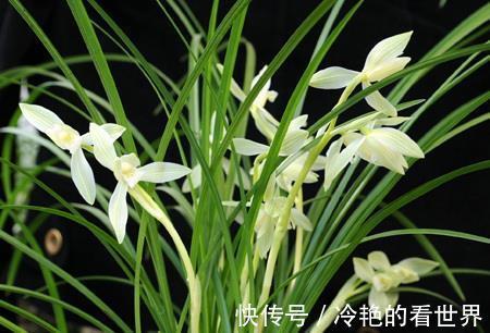 风化岩|好兰，养一盆就够了，此兰极耐寒，百花凋零时，依然绽放