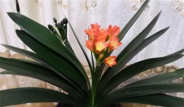 君子兰不开花，原来是“这”惹的祸！赶紧纠正，很快就有花可赏！