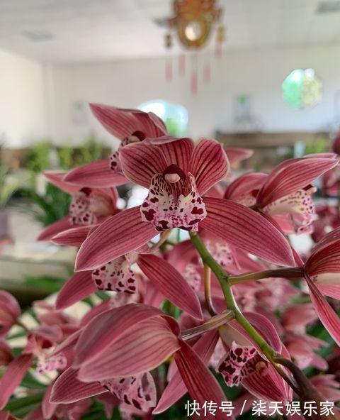 兰花开完花,花梗直接剪掉错!正确操作,兰花才能快速萌芽!