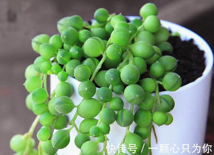 养花试试这几款,一个比一个漂亮,颜值高,好打理