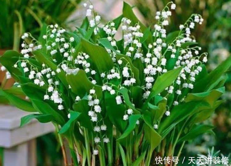 正月二十九,家里养上这4种花,清新空气,家家必备!