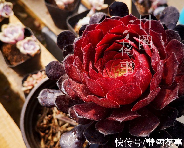 根系|9月3招“召唤术”，唤醒多肉法师，醒了“补一补”，上色爆芽多