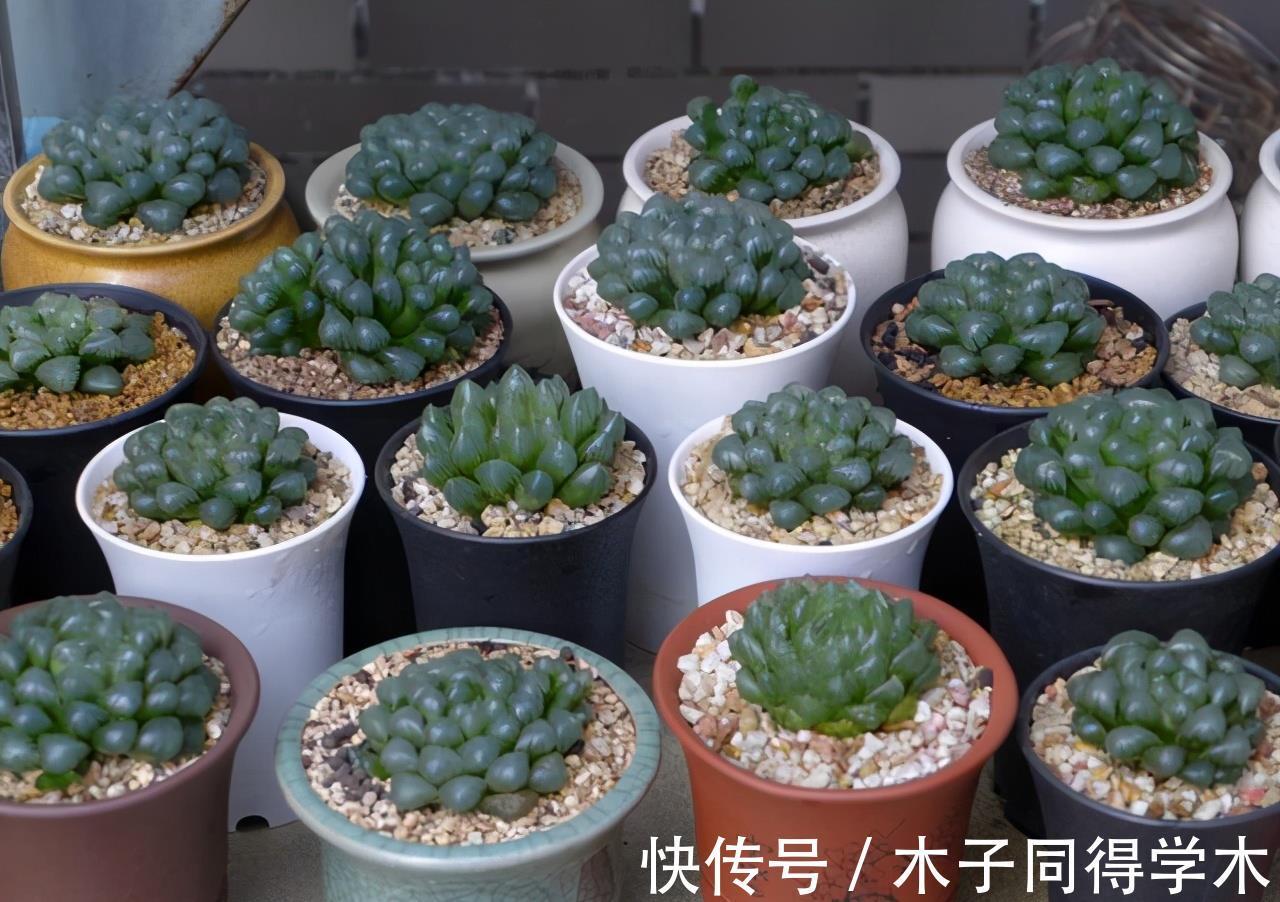 爆盆|玉露中不起眼的品种草玉露,被养成金黄色,看起来真是太美了