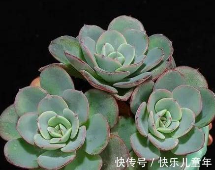 深秋，虐着养多肉奶油黄桃，3招养出红叶边，太漂亮了