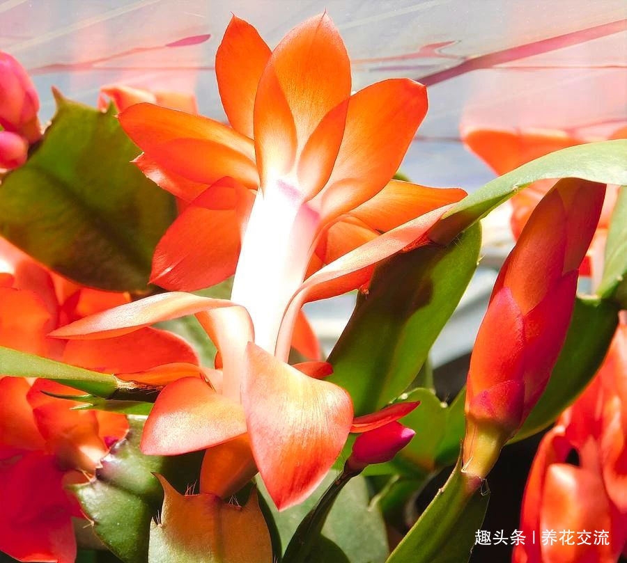 室内蟹爪兰四季养护操作，繁殖和促花技巧教给你，看你能学多少