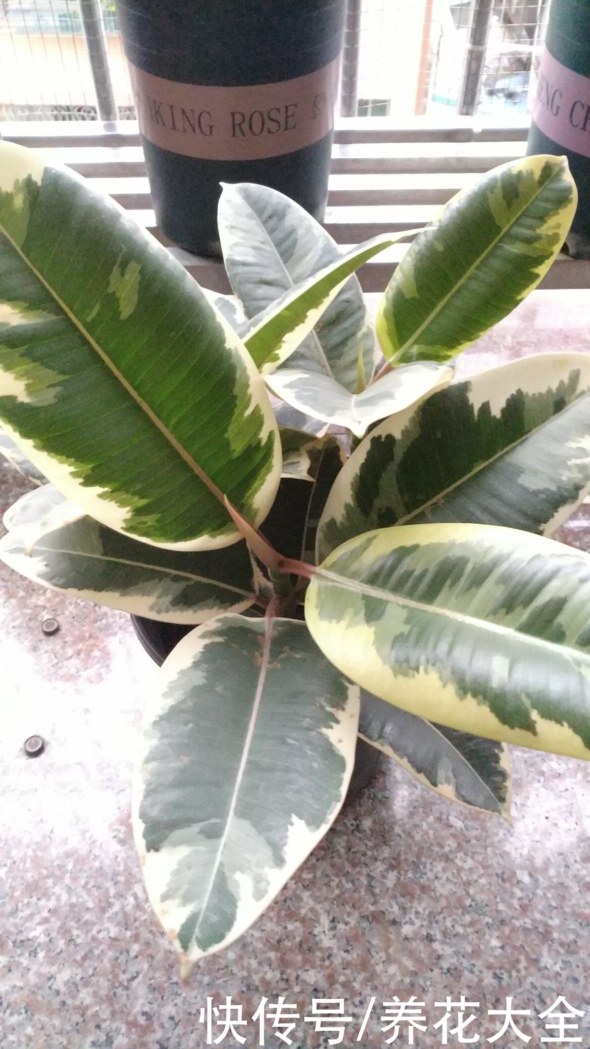 3种“老牌网红花”，经历了时间的沉淀，发现是真的好养