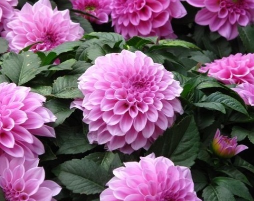 此花精致迷人，优雅红色的花朵美丽妖艳，象征着炽热的爱