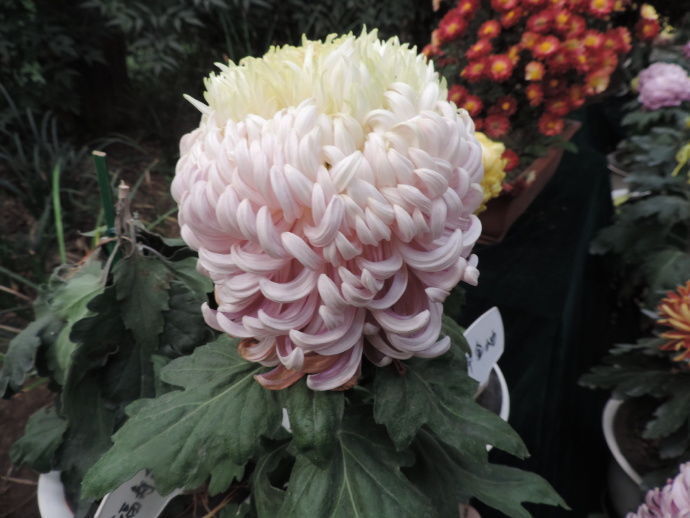 喜欢菊花,不如养盆“精品玫瑰”香格里拉,似晚霞映水,娇艳迷人