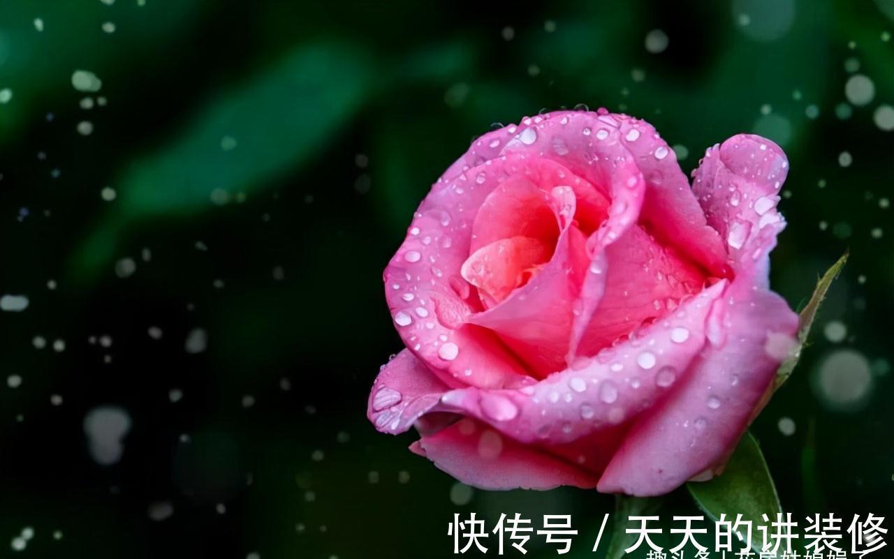 阳台再小,只要把它们养好,晒晒就能开花,打造成漂亮的小花园