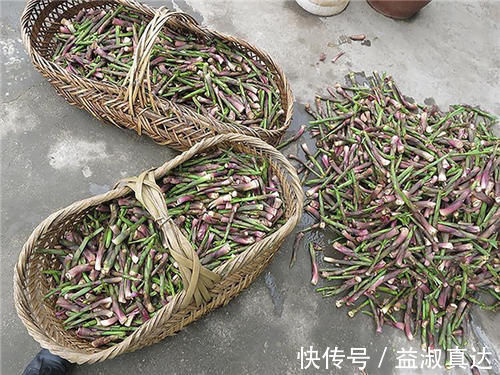 鲜嫩|河岸边才长的笋,以前人们用它充饥,如今成上佳野菜,3月正鲜嫩