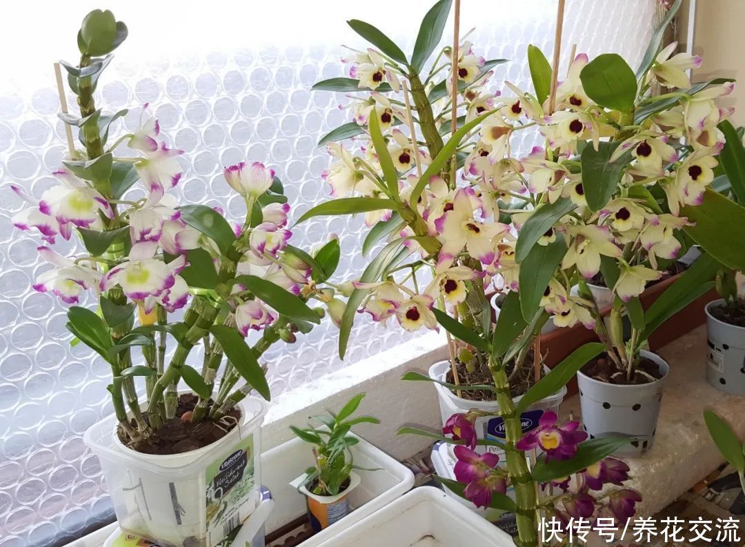 用水苔养花的6大好处，烂根植物轻松救活，枯萎的多肉能重新生根