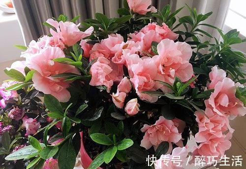 花杀手|刚带回家的花，做好这件事很关键，不然长不好还黄叶，别忽视！