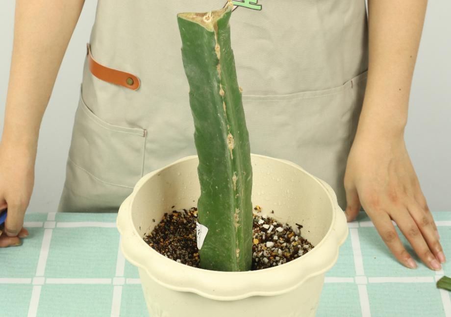 养护蟹爪兰，要注意8个要点，才能开出仙气飘飘花