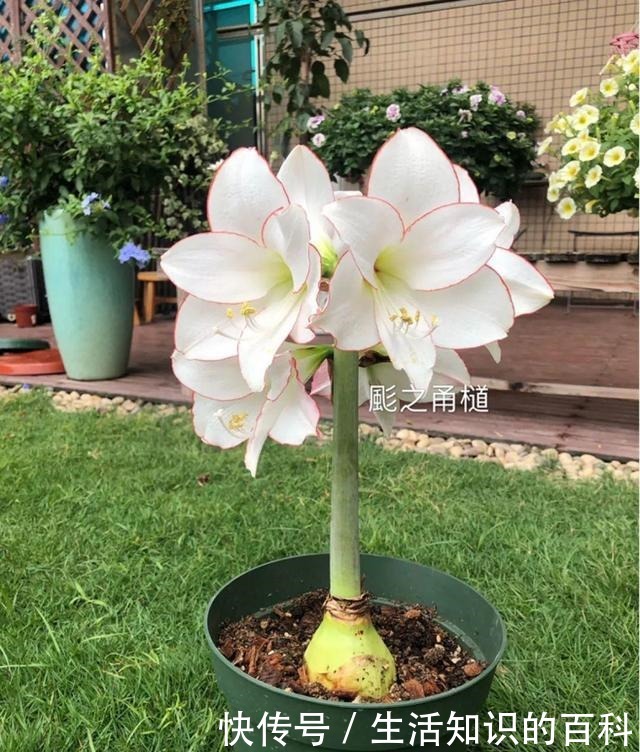 想省心就养这些花,没有病虫害,就爱开花!想省心就养这些花,没有病虫害,就爱开花!