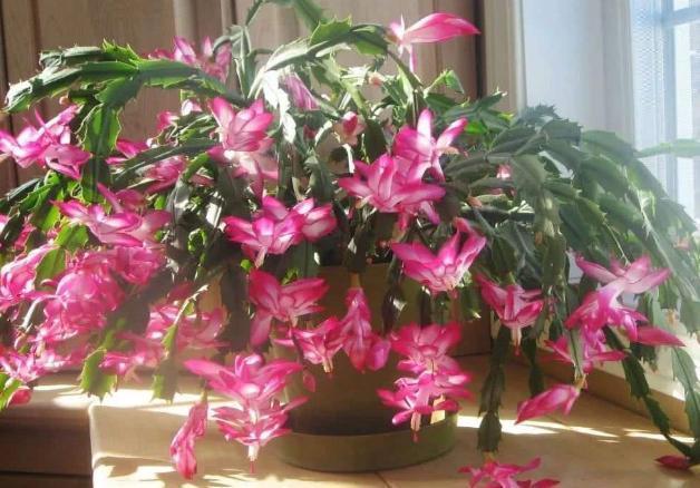 水溶肥|秋养君子兰、蟹爪兰、长寿花,注意这些,植物成长开花不受干扰