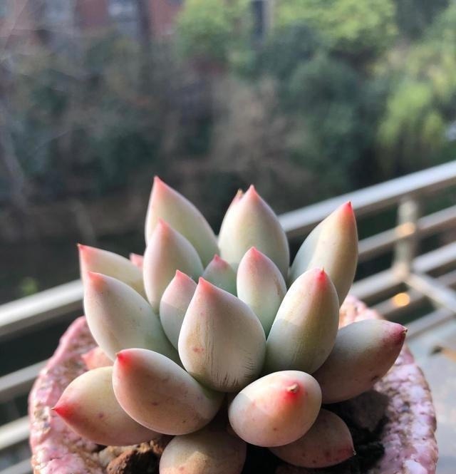 多肉不长怎么回事原来是“控水”不对,赶紧改正,半个月见效果