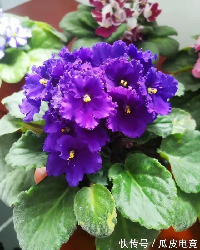 散光|这4种漂亮的花,有点散光就能开得灿烂,天冷也不怕