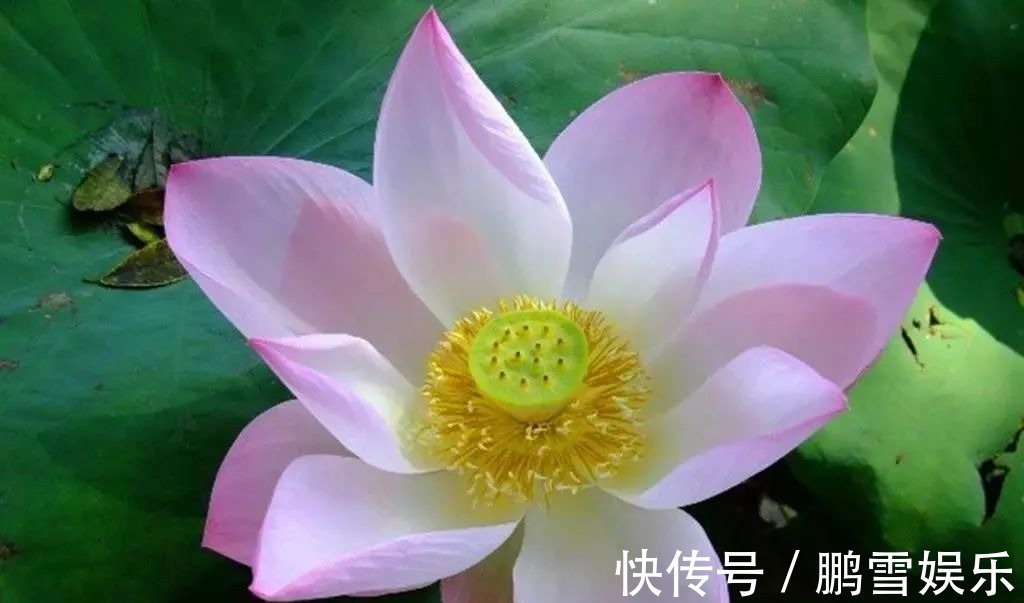 此花所代表的的是高尚和优雅的气质,是一种高雅的花卉