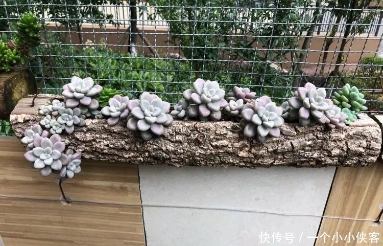 多肉盆栽:强迫症养多肉,必须整整齐齐,一颗也不能乱
