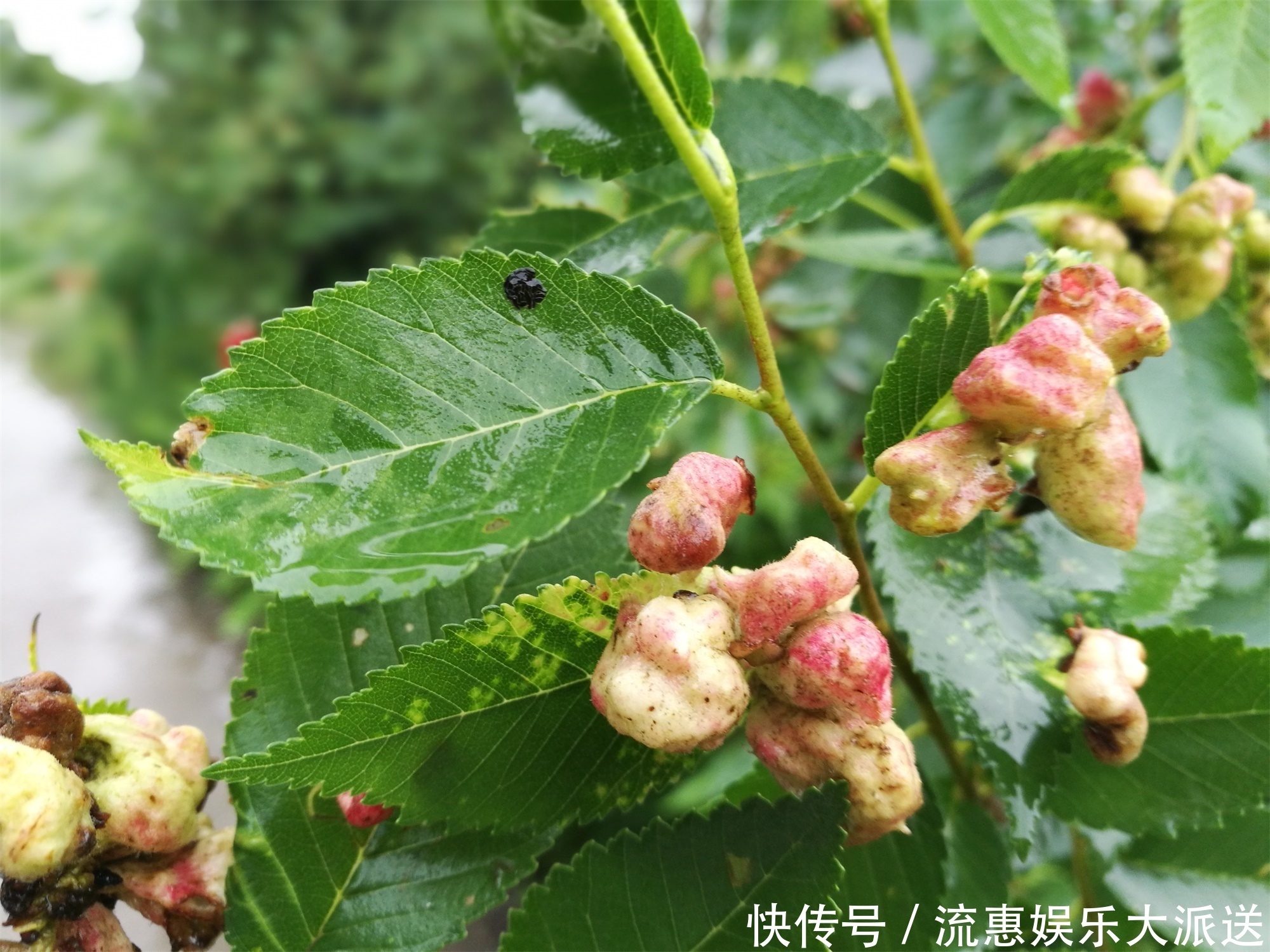 农村能治牙痛的树,嚼2片叶子就可以,农民却称它为“鸡屎树”