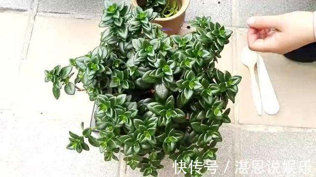 花繁叶茂|它比金边吊兰漂亮，1个修剪小技巧，长势快，开花不断，花繁叶茂