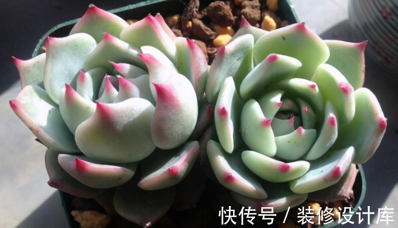 这5款多肉特适合新人盆栽,耐折腾,颜值高