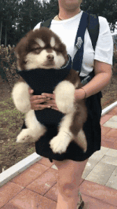 |搞笑GIF:姑娘的背包太个性,吓着我了!