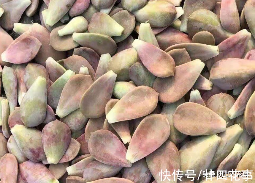 8种多肉，明智的人不买，要么多花钱费精力，要么养不活还被笑傻